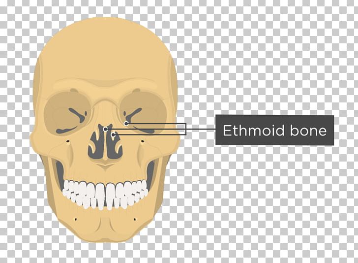 Vomer Lacrimal Bone Nasal Concha Anatomy Nasal Bone PNG, Clipart, Anatomy, Bone, Ethmoid Bone, Ethmoid Sinus, Facial Skeleton Free PNG Download