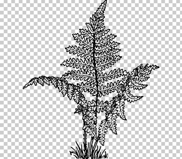 Where The Red Fern Grows Coloring Book Plant PNG, Clipart, Branch, Christmas Decoration, Christmas Ornament, Christmas Tree, Color Free PNG Download