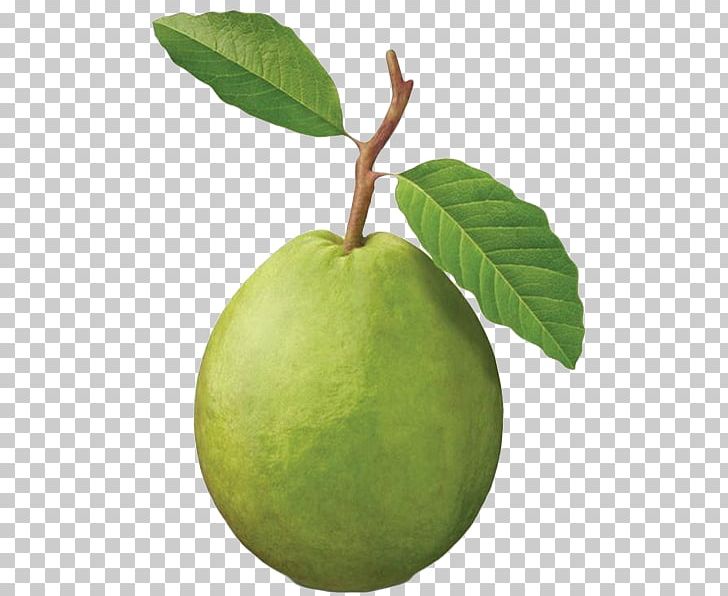 Common Guava Fruit Tree Tropical Fruit PNG, Clipart, Apple, Berry, Citrus, Common Guava, Food Free PNG Download