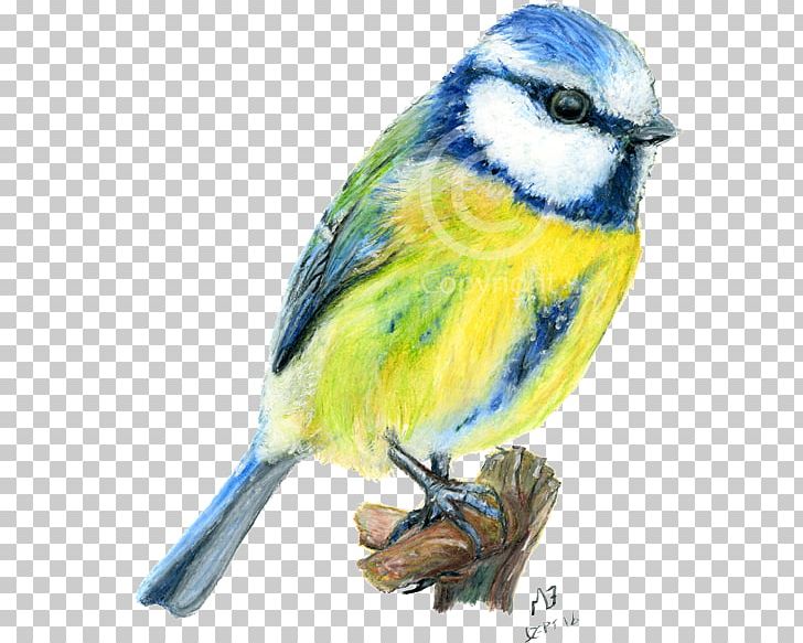 Drawing Birds Tit Watercolor Painting PNG, Clipart, Animals, Art, Beak, Bird, Budgerigar Free PNG Download