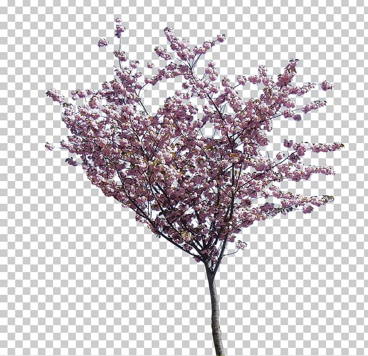 Flowering Dogwood Cherry Blossom Tree PNG, Clipart, Blossom, Branch, Cherry, Cherry Blossom, Cherry Blossom Tree Free PNG Download