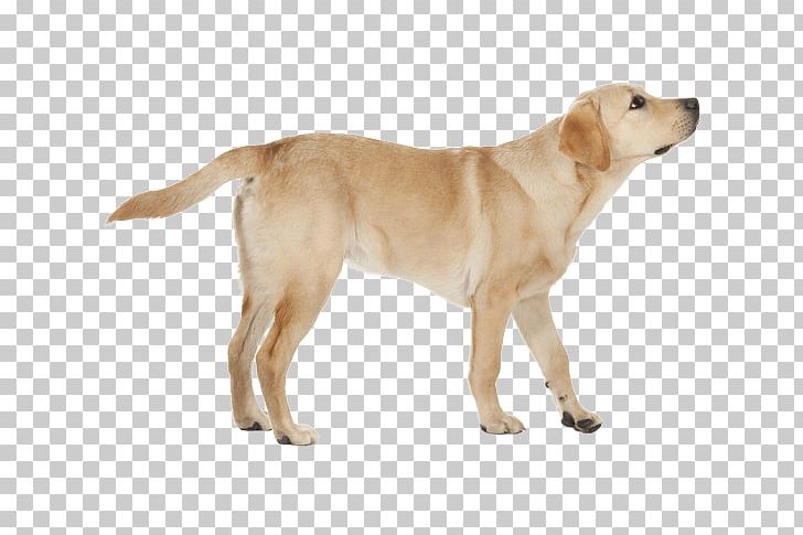 Labrador Retriever Golden Retriever Dog Breed Companion Dog St. John's Water Dog PNG, Clipart, Companion Dog, Dog Breed, Golden Retriever, Labrador Retriever, Yellow Lab Free PNG Download