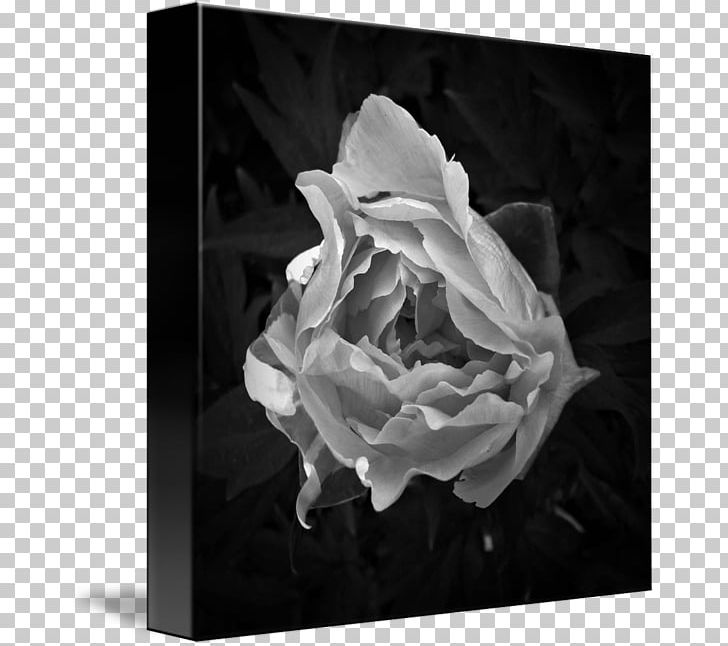 Black And White Photography PNG, Clipart, Black, Black And White, Fine Art, Fineart Photography, Flower Free PNG Download
