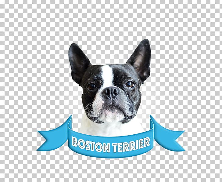 Boston Terrier French Bulldog Bull Terrier Companion Dog American Staffordshire Terrier PNG, Clipart, Boston Terrier, Boston Terrier Dog, Bulldog, Bull Terrier, Carnivoran Free PNG Download