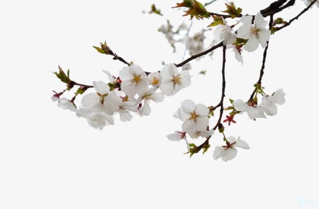 Cherry Tree Branches PNG, Clipart, Blossom, Blossoms, Branches, Branches Clipart, Cherry Free PNG Download