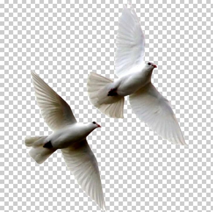 Columbidae Rock Dove Bird The Windows To My Soul PNG, Clipart, Animals, Art, Beak, Bird, Book Free PNG Download