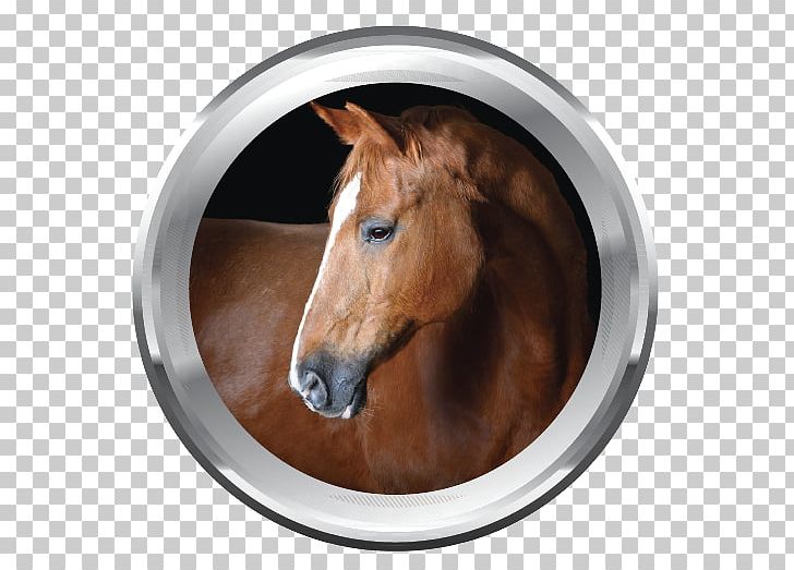 Icelandic Horse Horses Mane Photography PNG, Clipart, Animal, Cabal, Equestrian, Fotolia, Horse Free PNG Download
