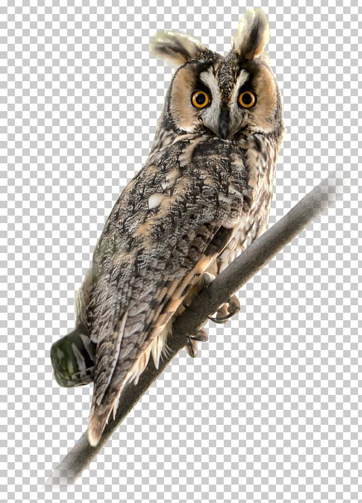 Long-eared Owl Bird Of Prey Short-eared Owl PNG, Clipart, Agriculture, Animal, Animals, Beak, Bird Free PNG Download
