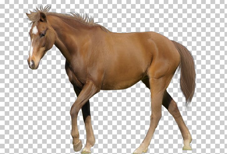 Andalusian Horse Arabian Horse American Paint Horse Stallion Marwari Horse PNG, Clipart, Andalusian Horse, Arabian Horse, Black, Bridle, Colt Free PNG Download