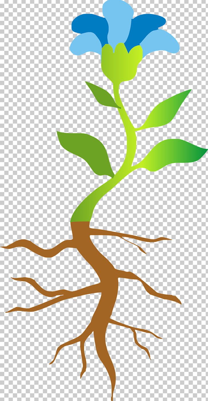 Plant Stem Hemiepiphyte Photosynthesis PNG, Clipart, Branch, Child, Early Childhood Education, Education, Epiphyte Free PNG Download