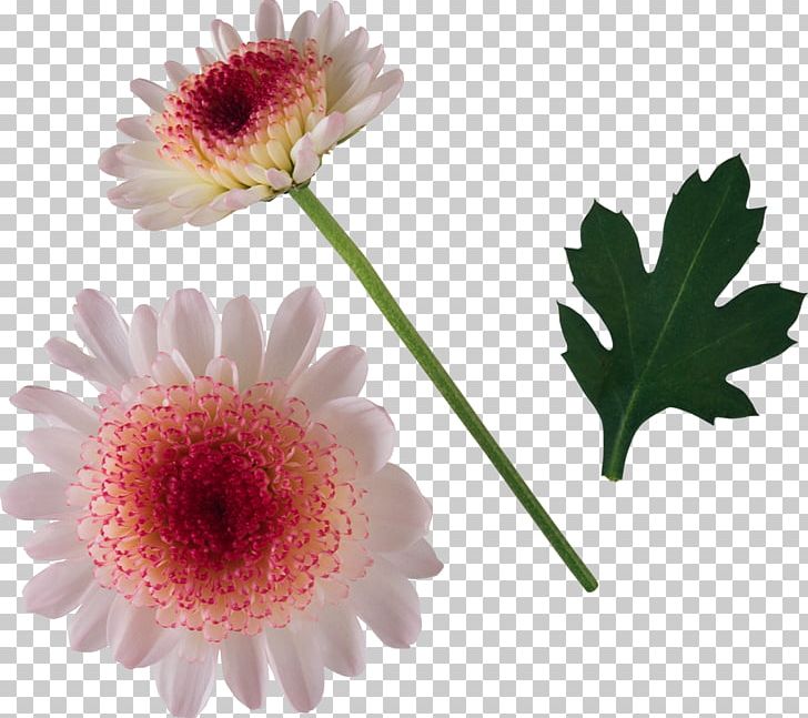 Chrysanthemum Cut Flowers Oxeye Daisy PNG, Clipart, Aster, Chrysanthemum, Chrysanths, Cut Flowers, Daisy Free PNG Download