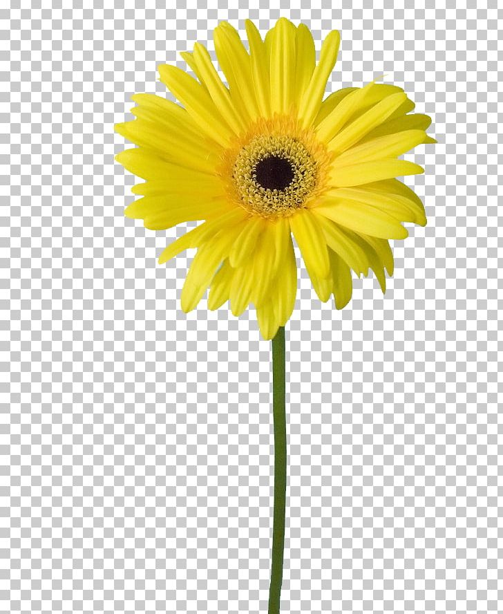 Common Sunflower Petal Yellow PNG, Clipart, Common Sunflower, Creative, Cut Flowers, Daisy, Daisy Family Free PNG Download