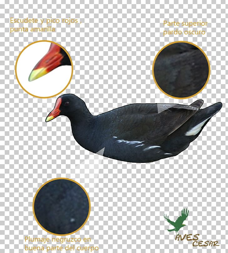 Duck Common Moorhen Bird Feather Beak PNG, Clipart, Advertising, American Purple Gallinule, Animals, Beak, Bird Free PNG Download