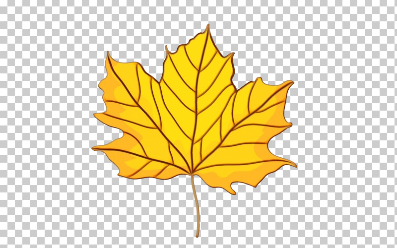 Leaf Maple Leaf / M Tree Flower Plant PNG, Clipart, Biology, Flower, Leaf, Maple Leaf M, Paint Free PNG Download