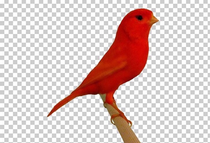 Domestic Canary Canarini Di Colore Finches Canarino Da Canto Russo Bird PNG, Clipart, Animal Husbandry, Animals, Atlantic Canary, Beak, Bird Free PNG Download