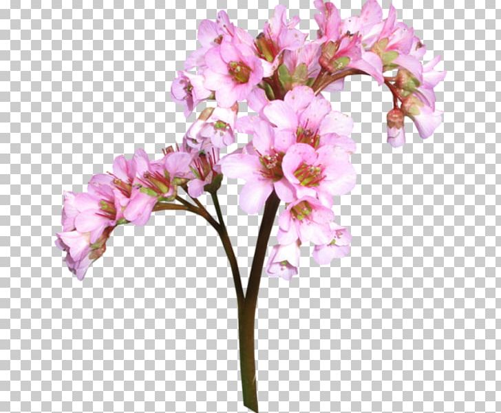 Moth Orchids Cut Flowers Floral Design Alstroemeriaceae PNG, Clipart, Alstroemeriaceae, Blossom, Branch, Cherry Blossom, Cicekler Free PNG Download