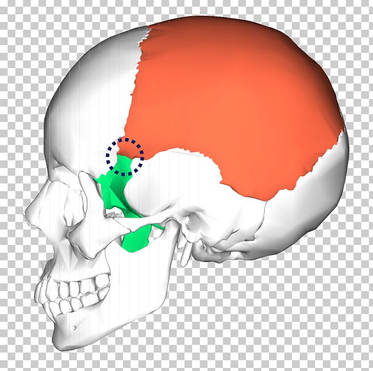Petrous Part Of The Temporal Bone Occipital Bone Skull Zygomatic Bone PNG, Clipart, Anatomy, Base Of Skull, Bone, Brain, Cranial Nerves Free PNG Download