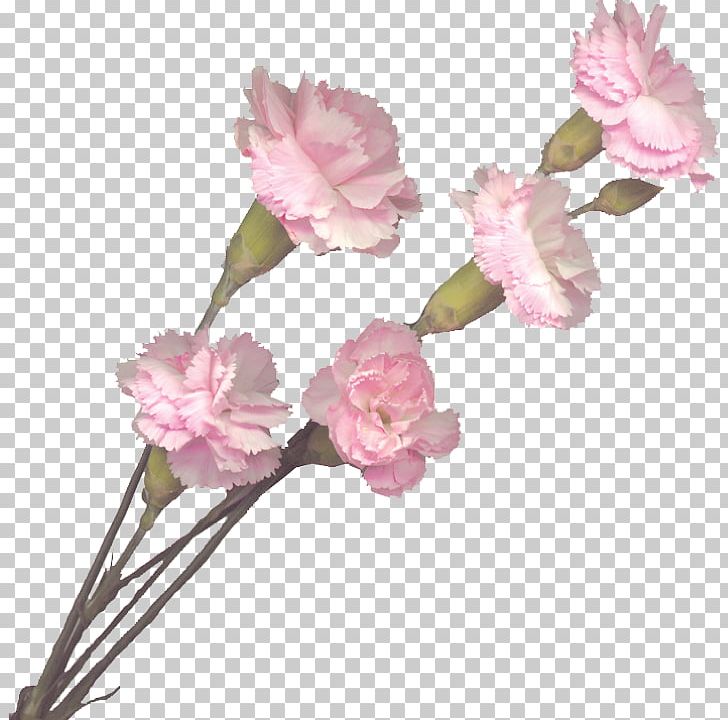 Carnation Pink Flowers Cut Flowers PNG, Clipart, Blossom, Branch, Bud, Carnation, Carnation Free PNG Download