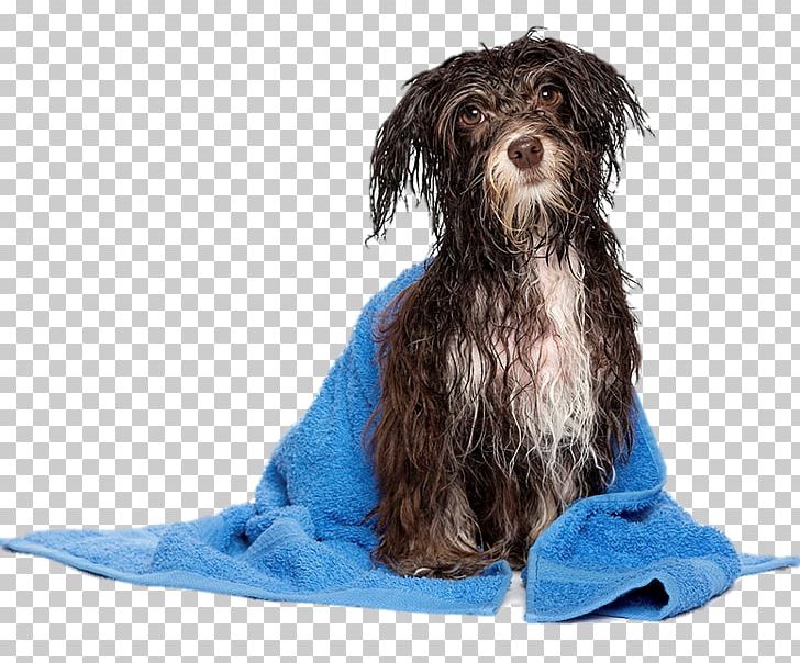 Havanese Dog Puppy Pet Sitting Dog Daycare Dog Grooming PNG, Clipart, Animal, Animals, Carnivoran, Cat, Companion Dog Free PNG Download
