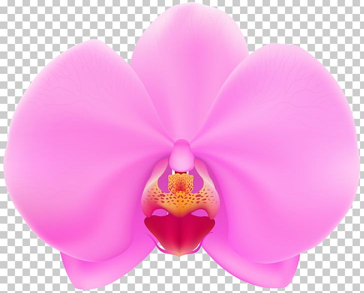 Moth Orchids Flower Desktop PNG, Clipart, Desktop Wallpaper, Flower, Flowering Plant, Lilac, Magenta Free PNG Download