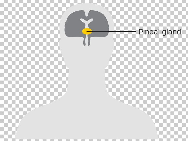 Pineal Gland Pituitary Gland Brain Nervous System PNG, Clipart, Astrocyte, Brain, Cell, Diagram, Endocrine Gland Free PNG Download