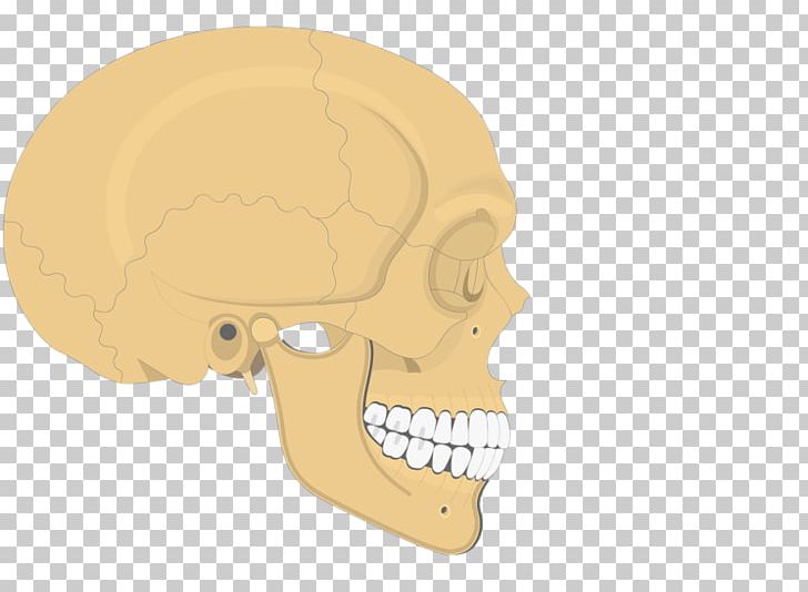 Skull Human Skeleton Axial Skeleton Anatomy Zygomatic Bone PNG, Clipart, Anatomy, Appendicular Skeleton, Axial Skeleton, Bone, Diagram Free PNG Download
