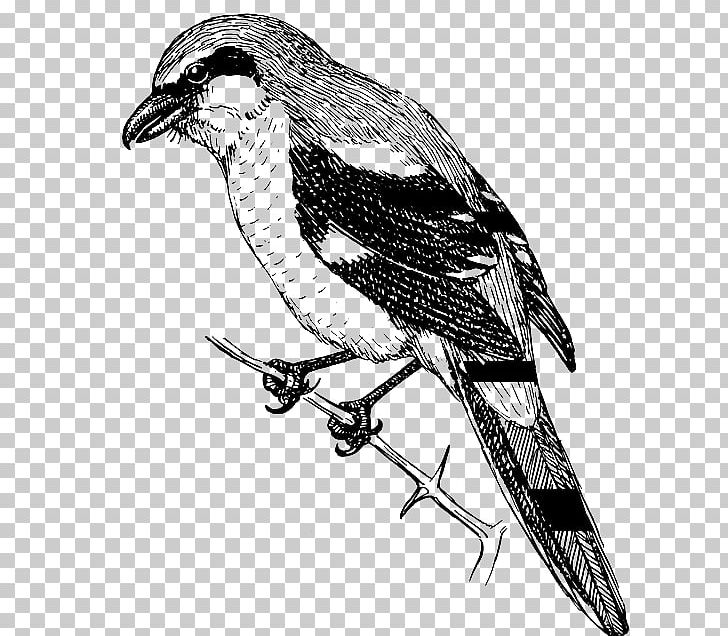 Finches Bird Shrike Drawing PNG, Clipart, Animals, Art, Beak, Bird, Bird Of Prey Free PNG Download