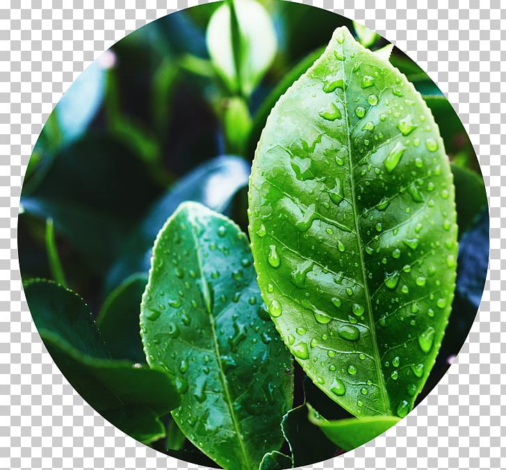 Green Tea Tea Plant Oil Oolong PNG, Clipart,  Free PNG Download