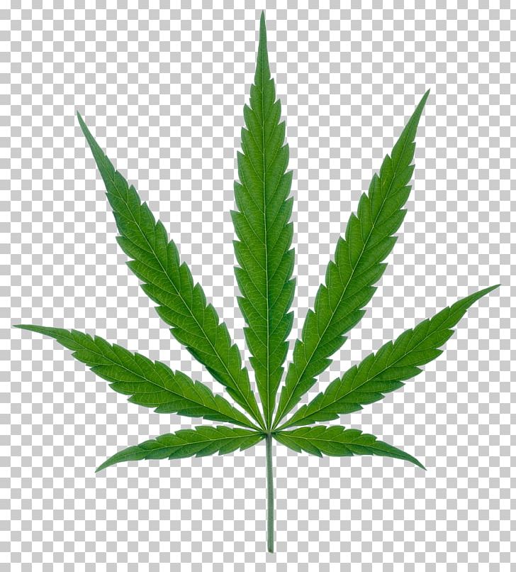 Medical Cannabis Leaf Marijuana PNG, Clipart, Art Green, Buckle, Cannabis, Cannabis Cultivation, Cannabis Ruderalis Free PNG Download