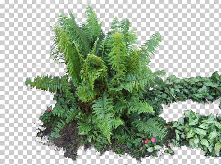 Fern Vascular Plant Rendering PNG, Clipart, Computer Icons, Conifer, Download, Evergreen, Fern Free PNG Download