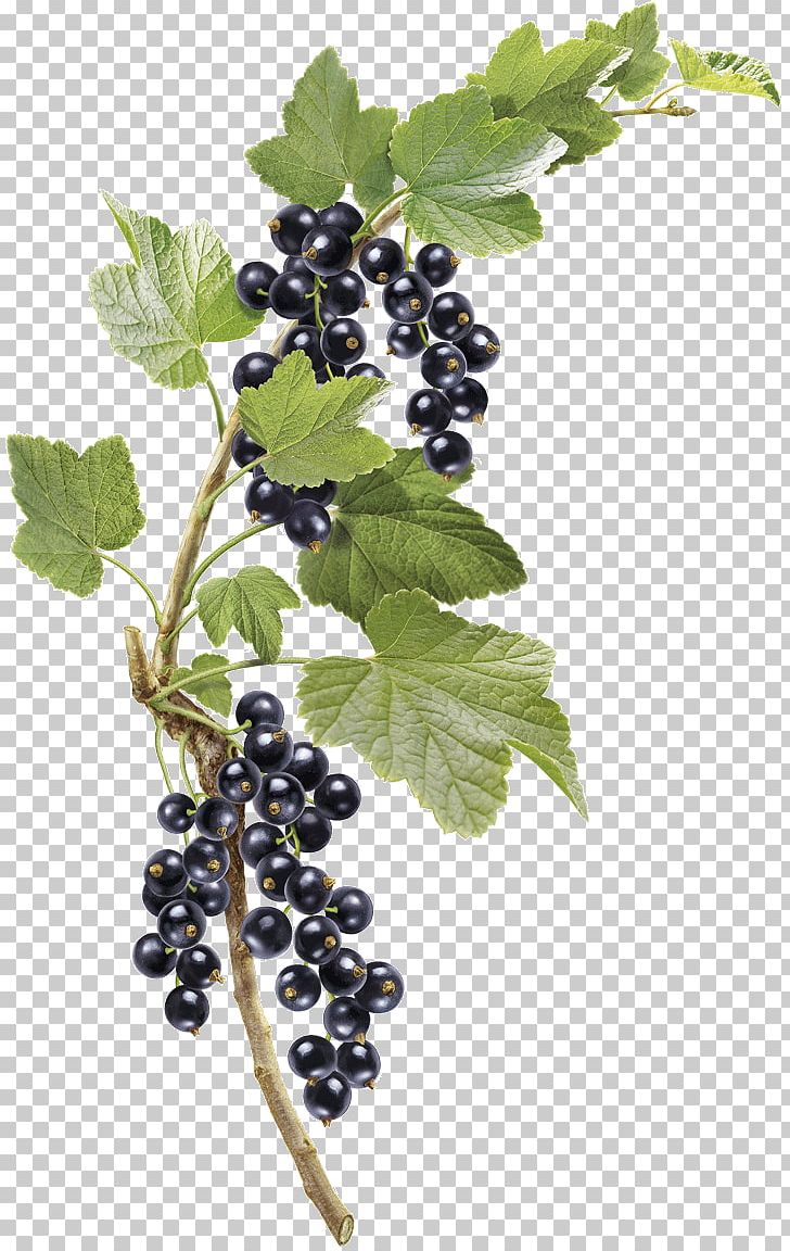 Grape Zante Currant Gooseberry Bilberry Grether's Pastilles PNG, Clipart, Bilberry, Gooseberry, Grape, Zante Currant Free PNG Download