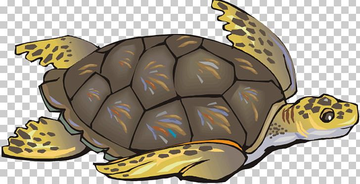Green Sea Turtle Reptile PNG, Clipart, Box Turtle, Clip Art, Common Snapping Turtle, Drawing, Emydidae Free PNG Download