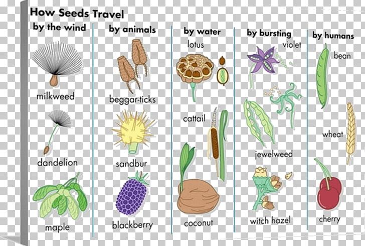 Seed Dispersal Seed Plants Fruit Pollination PNG, Clipart, Biological Dispersal, Biological Life Cycle, Cotyledon, Flora, Flower Free PNG Download