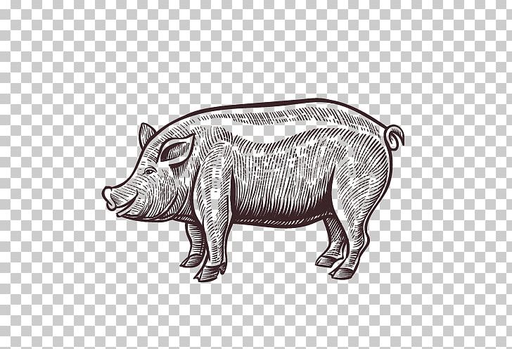 Domestic Pig Pork Meat Illustration PNG, Clipart, Animals, Automotive Design, Background Vintage, Bauernhof, Black And White Free PNG Download