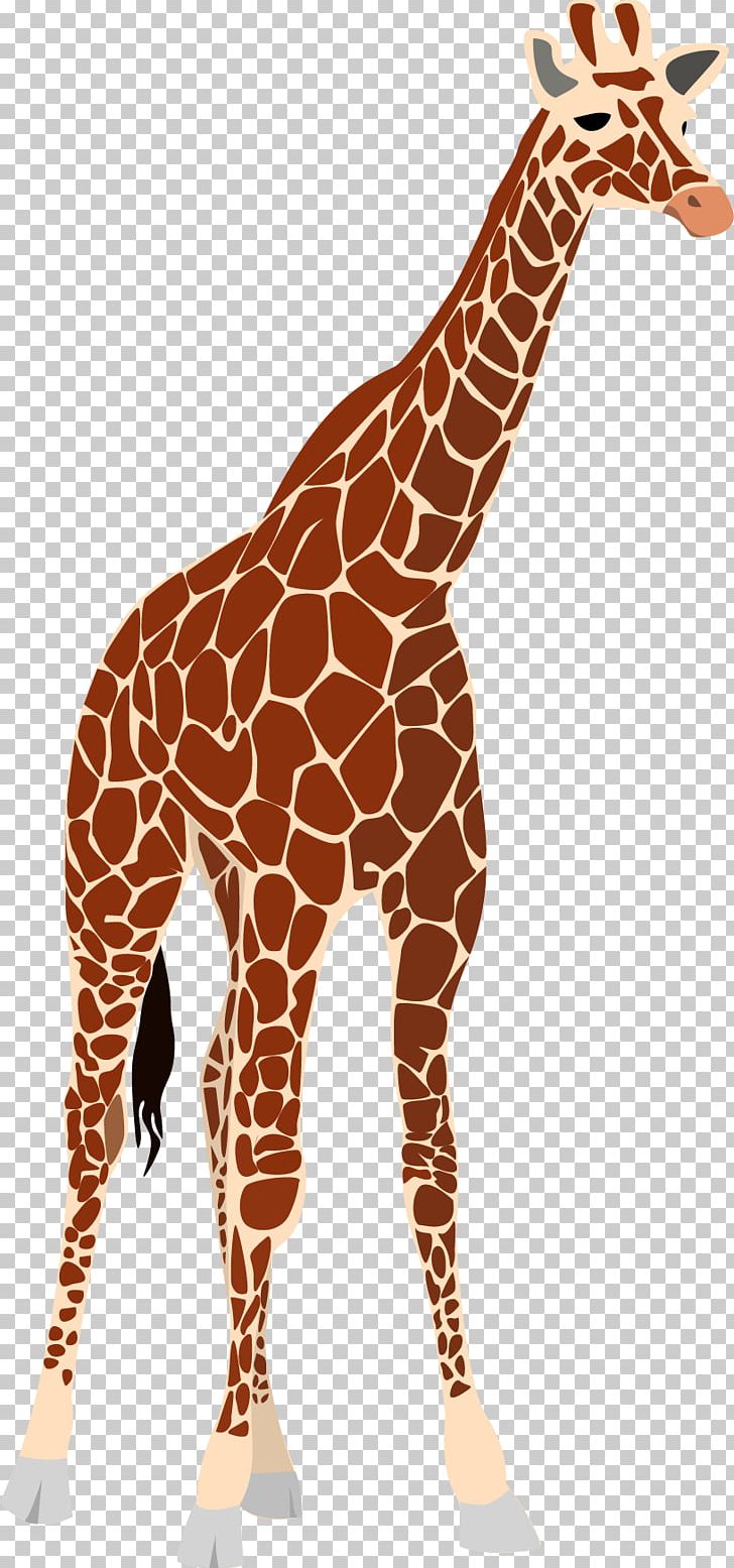 Giraffe Okapi PNG, Clipart, Animal, Animals, Cartoon Giraffe, Cute Giraffe, Download Free PNG Download