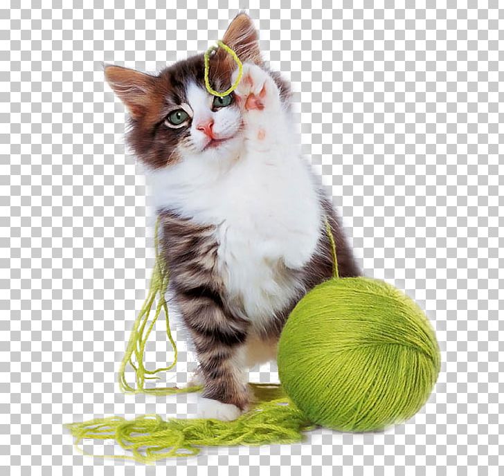 Kitten Cat Play And Toys Cuteness Puppy PNG, Clipart, Animals, Black Cat, Cat, Cat Like Mammal, Cat Play And Toys Free PNG Download