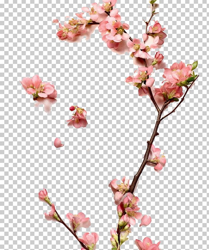 Zhangzhou Cosmetics Peach Designer PNG, Clipart, Artificial Flower, Blossom, Branch, Branches, Cherry Blossom Free PNG Download