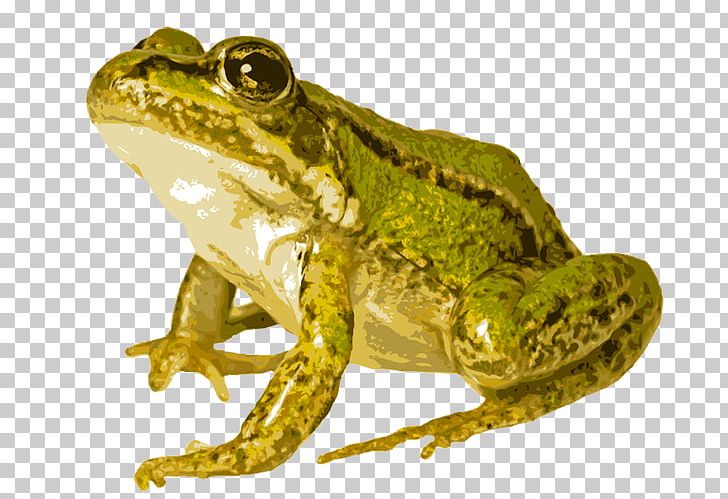 American Bullfrog Edible Frog Common Frog Pool Frog PNG, Clipart, American Bullfrog, Amphibian, Awareness, Basics, Bullfrog Free PNG Download