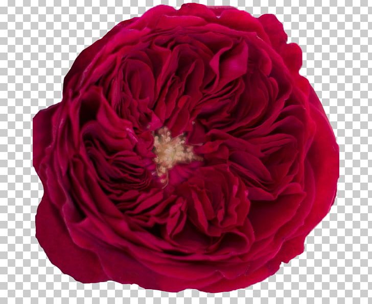 Garden Roses Cabbage Rose Rose Garden Floribunda PNG, Clipart, Burgundy, Cut Flowers, Floral Design, Floribunda, Floristry Free PNG Download