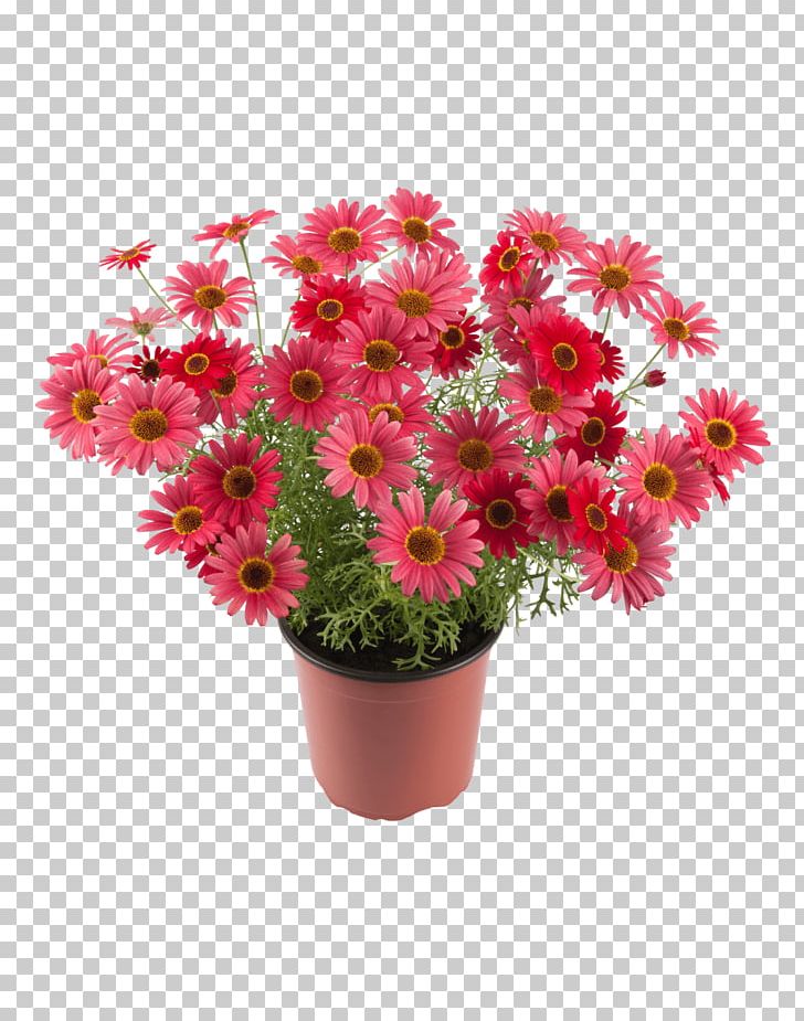 Honkasen Puutarha Oy Chrysanthemum Flower Marguerite Daisy Houseplant PNG, Clipart, Annual Plant, Argyranthemum, Artificial Flower, Aster, Basket Free PNG Download