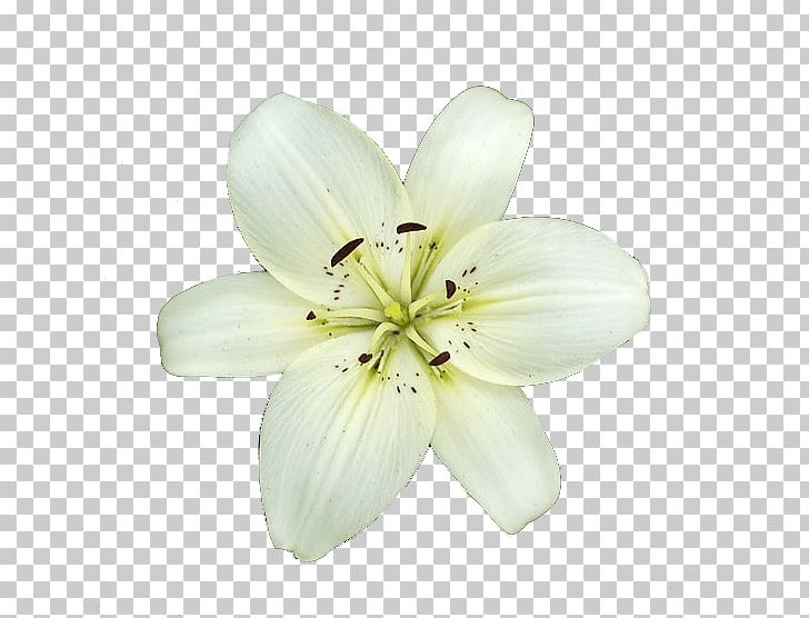Lilium Candidum Garden Lilies Flower PNG, Clipart, Alpha Compositing, Blog, Cut Flowers, Flower, Flowering Plant Free PNG Download