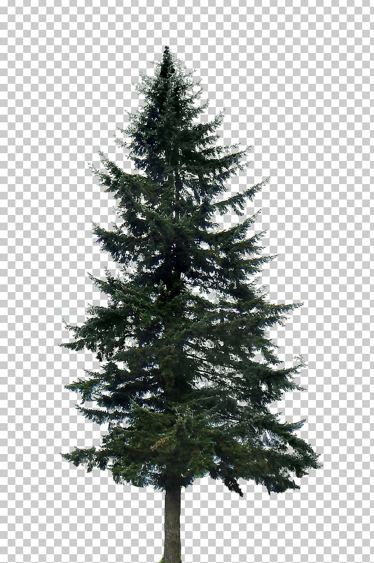Pine Tree Fir PNG, Clipart, Biome, Branch, Cedar, Christmas Decoration, Christmas Ornament Free PNG Download