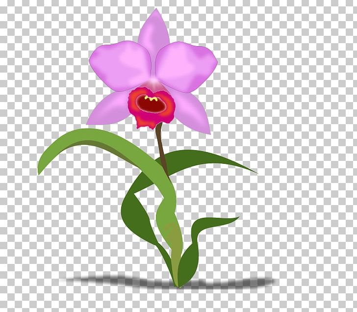 Cattleya Orchids Flower Petal PNG, Clipart, Cattleya, Cattleya Orchids, Description, Flora, Floral Emblem Free PNG Download