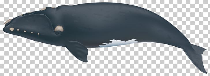 North Atlantic Right Whale Southern Right Whale North Pacific Right Whale Cetacea Whale Watching PNG, Clipart, Cetacea, North Atlantic Right Whale, North Pacific Right Whale, Right Whales, Southern Right Whale Free PNG Download