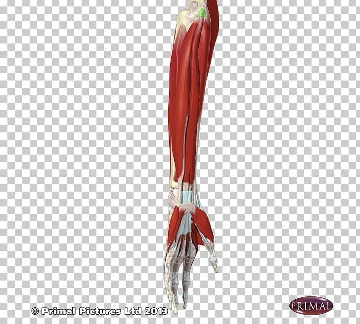 Shoulder Knee PNG, Clipart, Arm, Between Legs, Common, Elbow, Human Leg Free PNG Download