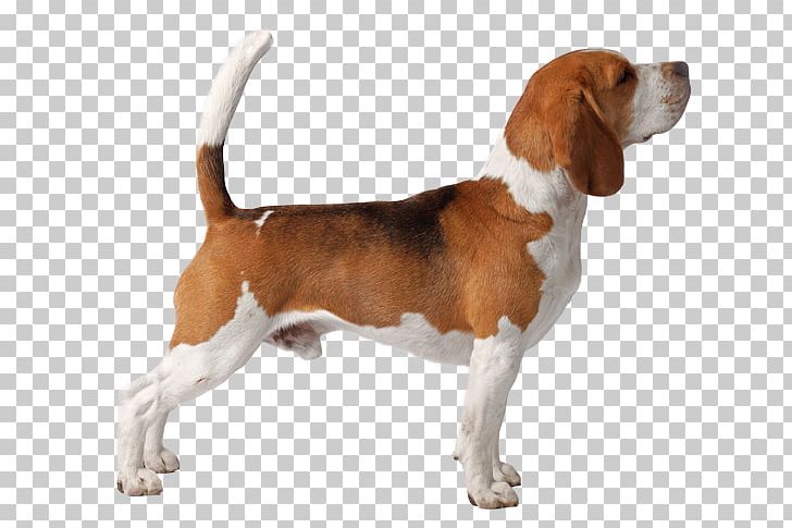 Beagle-Harrier English Foxhound Grand Anglo-Français Tricolore American Foxhound PNG, Clipart, American Foxhound, Carnivoran, Companion Dog, Dog Breed, Dog Like Mammal Free PNG Download