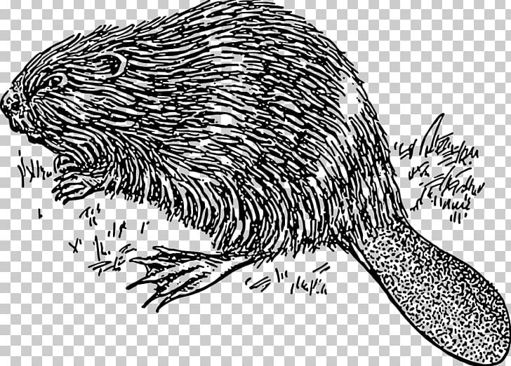 Beaver PNG, Clipart, Animals, Beaver, Black And White, Carnivoran, Computer Icons Free PNG Download