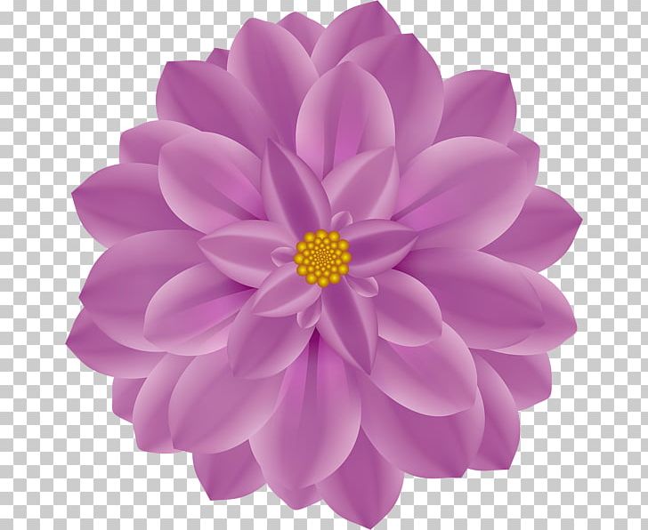 Dahlia Flower PNG, Clipart, Art, Chrysanthemum, Chrysanths, Common Daisy, Computer Icons Free PNG Download