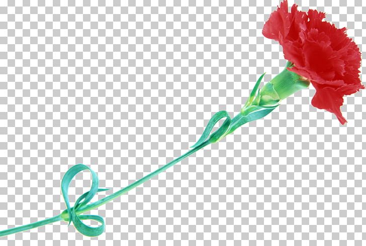 Dianthus Caryophyllus Var. Schabaud Flower Red Garden Roses Tulip PNG, Clipart, Carnation, Caryophyllaceae, Color, Dianthus Caryophyllus Var Schabaud, Flower Free PNG Download