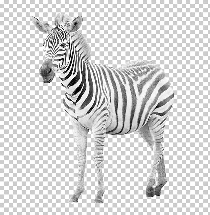 Zebra Horse Photography PNG, Clipart, Animals, Atmosphere, Black And White, Burchells Zebra, Classic Free PNG Download